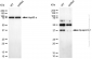 KD-Validated Anti-Aquaporin 1 Rabbit Monoclonal Antibody